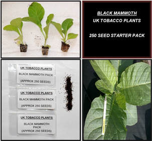 Black Mammoth Tobacco Seed Packs