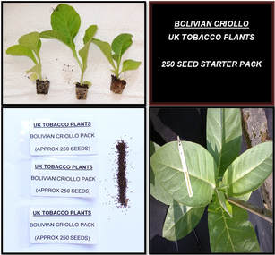 Bolivian Criollo Tobacco Seed Packs