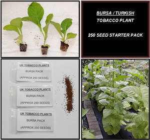 Bursa / Turkish Oriental Tobacco Seeds