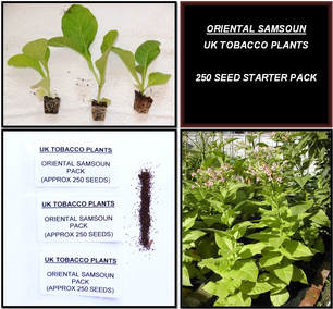 Oriental Samsoun Tobacco Seed Packs