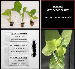Vesta 64 Tobacco Seed Packs