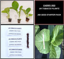 CHERRY RED TOBACCO PLANT