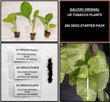 Galickii Original Tobacco Seed Pack