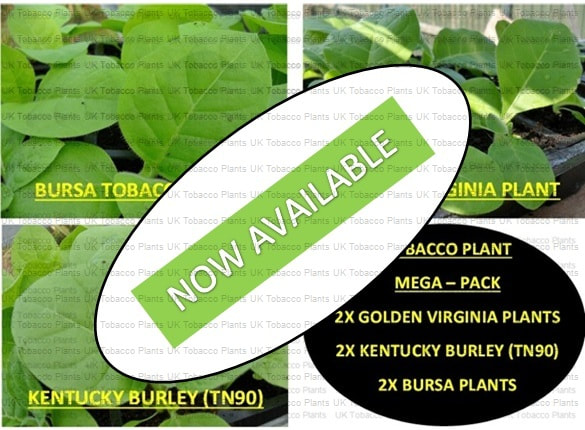 Golden Virginia UK Tobacco Plants