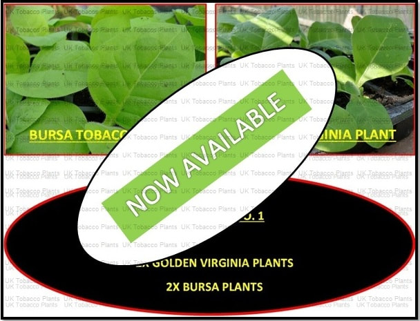 Havana Seeds UK Tobacco Plants