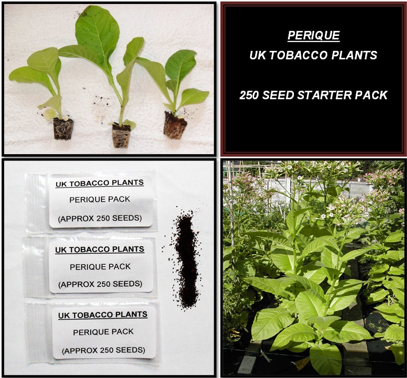 PERIQUE SEED PACKS