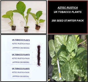 Aztec Rustica Tobacco Seed Packs