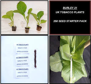 Burley 21 Tobacco Seed Packs