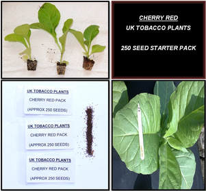 Cherry Red Tobacco Seed Packs