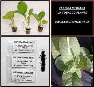 Florida Sumatra Tobacco Seed Packs