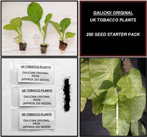 Galickii Original Tobacco Seed Packs