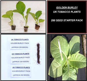 Golden Burley Tobacco Seed Packs