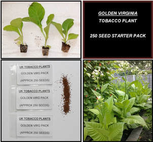 Golden Virginia Tobacco Seed Packs