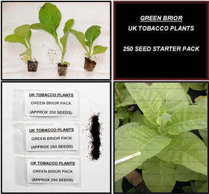 Green Brior Tobacco Seed Packs
