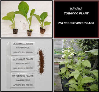 Havana Tobacco Seed Packs