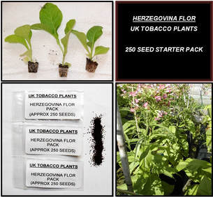 Herzegovina Flor Tobacco Seed Packs