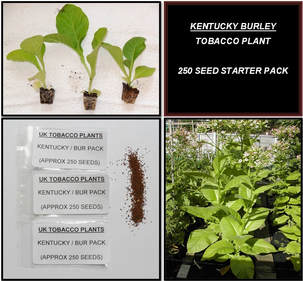 Kentucky Burley Tobacco Seed Packs