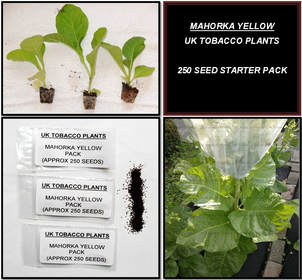 Mahorka Yellow Tobacco Seed Packs