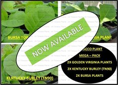UK Tobacco Plants Mega Pack