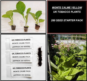 Monte Calme Yellow Tobacco Seed Packs