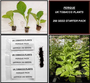 Perique Tobacco Seed Packs