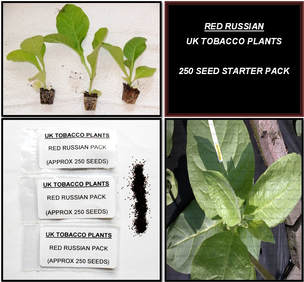 Red Russian Tobacco Seed Packs