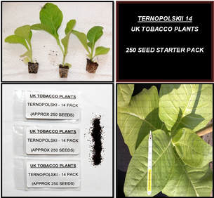 Ternopolskii 14 Tobacco Seed Packs