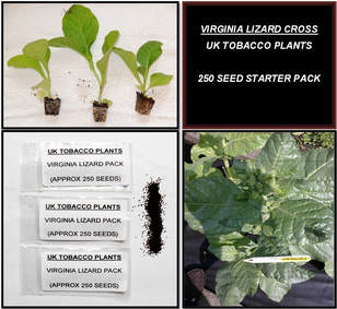 Virginia Lizard Cross Tobacco Seed Packs