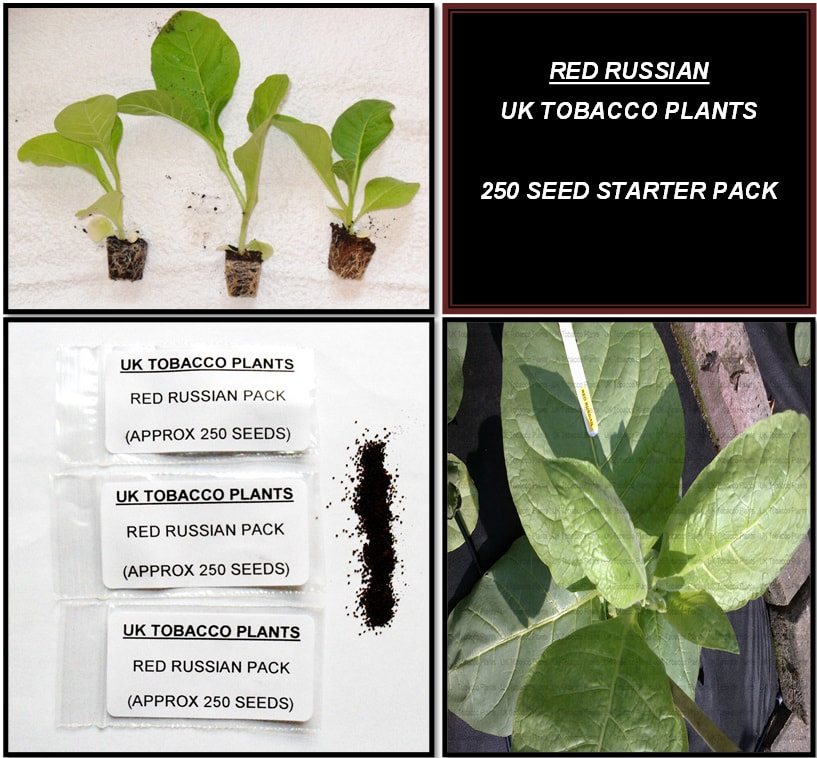 RED RUSSIAN SEED PACKS