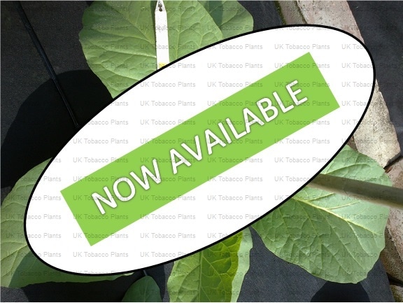 Virginia Bright Leaf Tobacco Plant